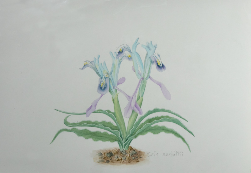 Painting of Iris narbutii exhibited by Rannveig Wallis