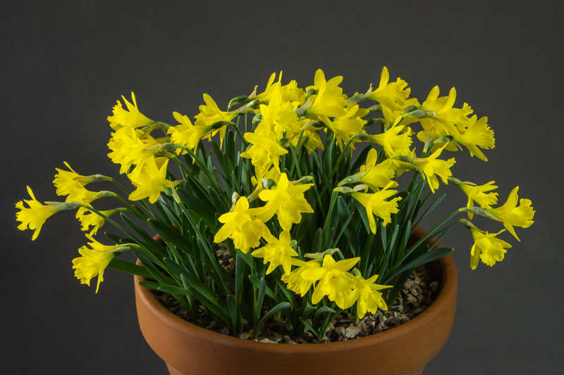 Narcissus asturiensis AGS Shows alpine plants