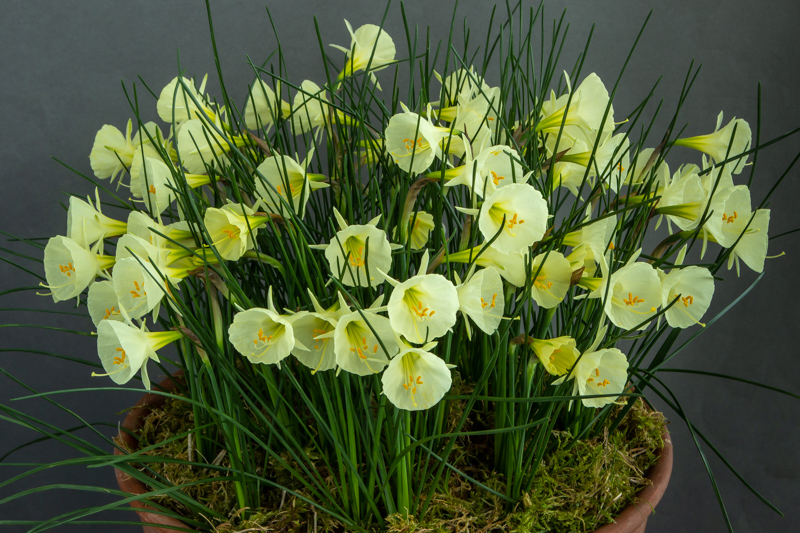 Narcissus bulbocodium Arctic Bells exhibited by David Richards - Farrer Medal