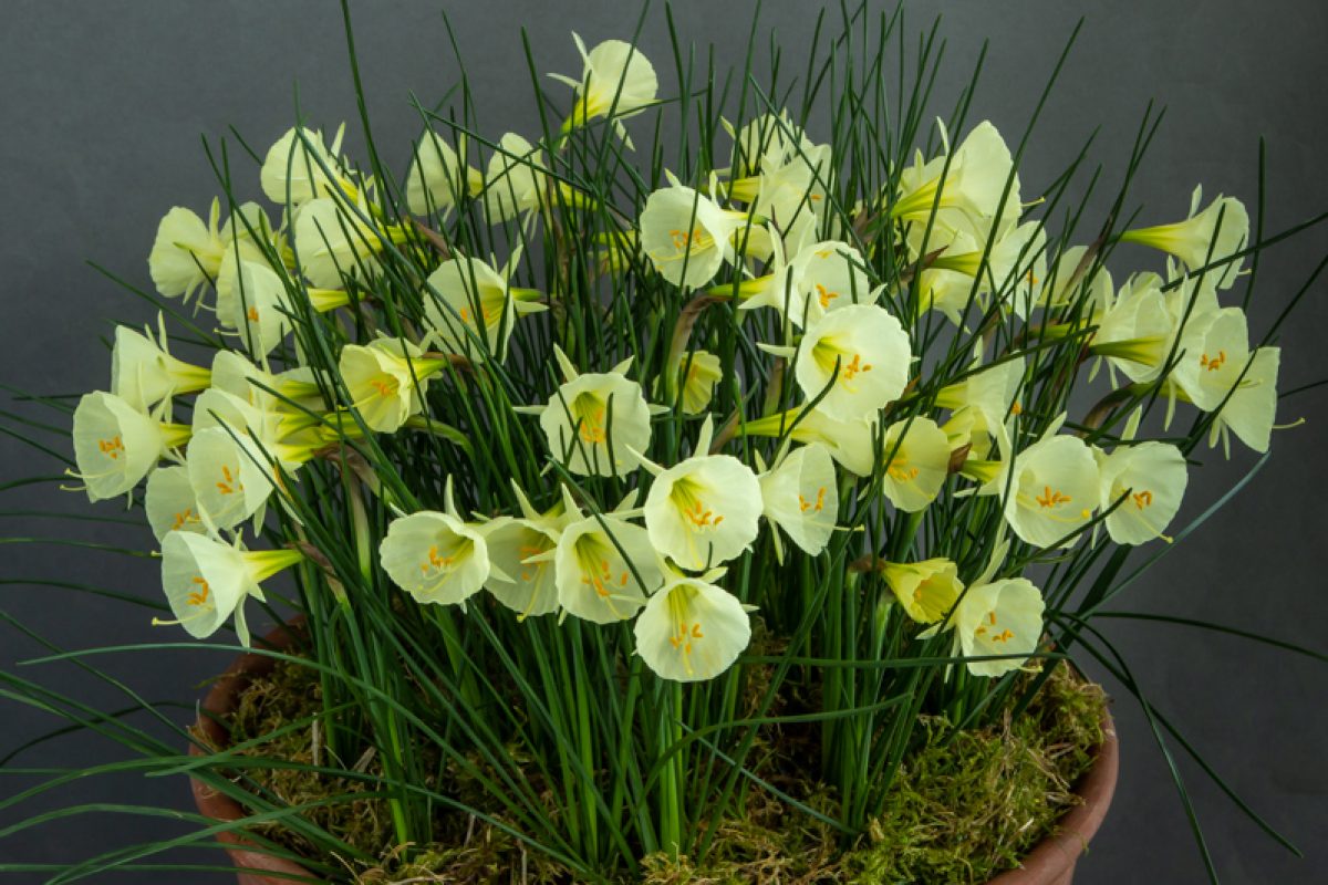 Narcissus bulbocodium Arctic Bells exhibited by David Richards