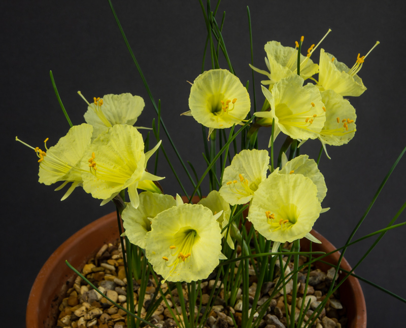 Narcissus romieuxii exhibited by Anita Acton