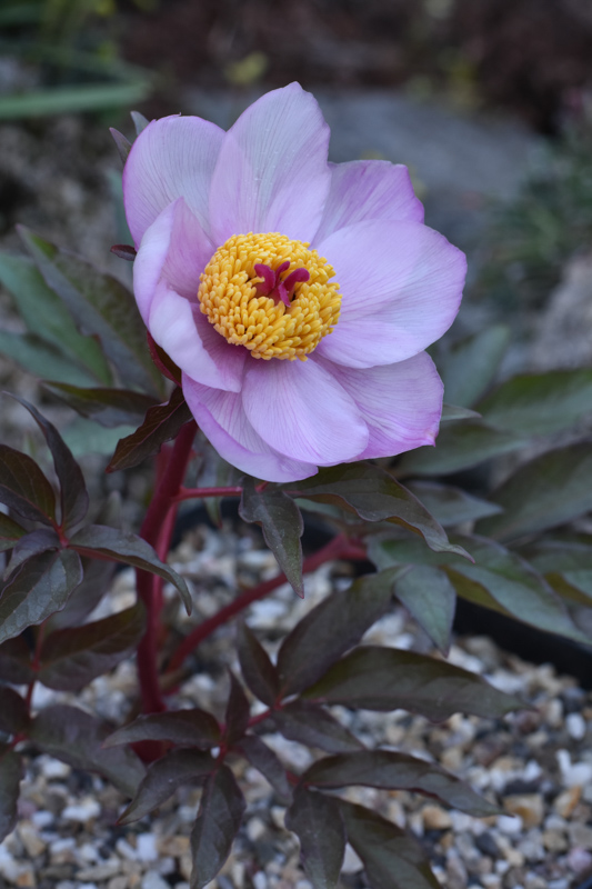 Paeonia clusii (pink form) taken by Harry Jans