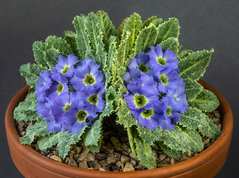 Primula Lentune Lovelace exhibited by Don Peace - Mary Byng Award