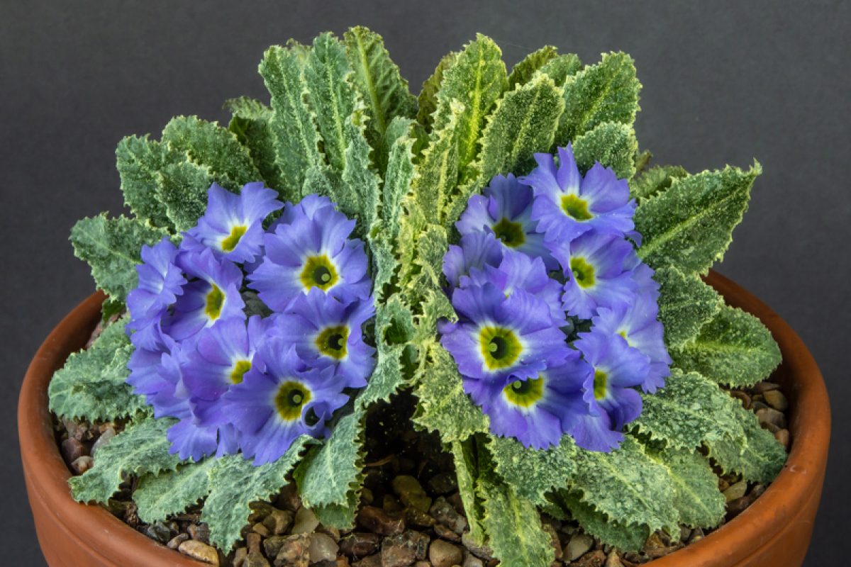 Primula Lentune Lovelace (Arduaine x bhutanica) exhibited by Don Peace AGS Shows South Wales 2022