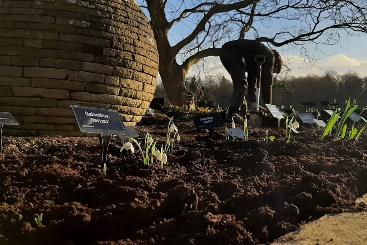 Planting snowdrops in a new border at Harlow Carr