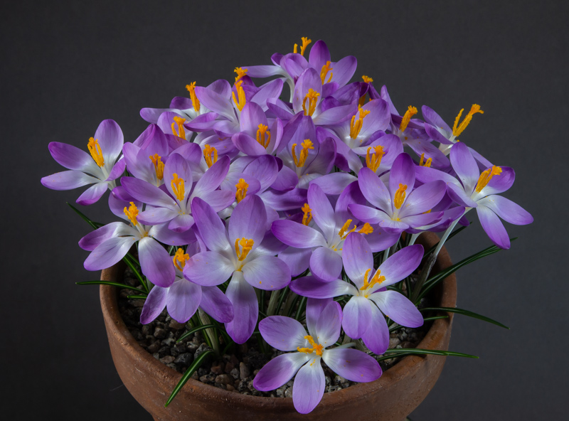 Crocus tommasinianus Whitwell Purple exhibited by Steve Clements
