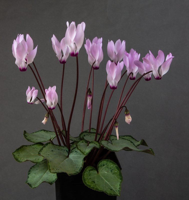 Cyclamen persicum exhibited by Sue Bedwell