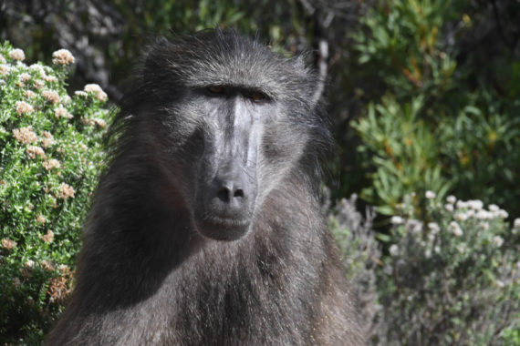 Baboon AGS Tours South Africa