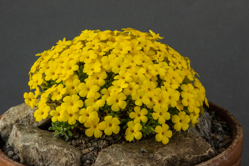 Dionysia aretioides 'Bevere' exhibited by Henry Fletcher