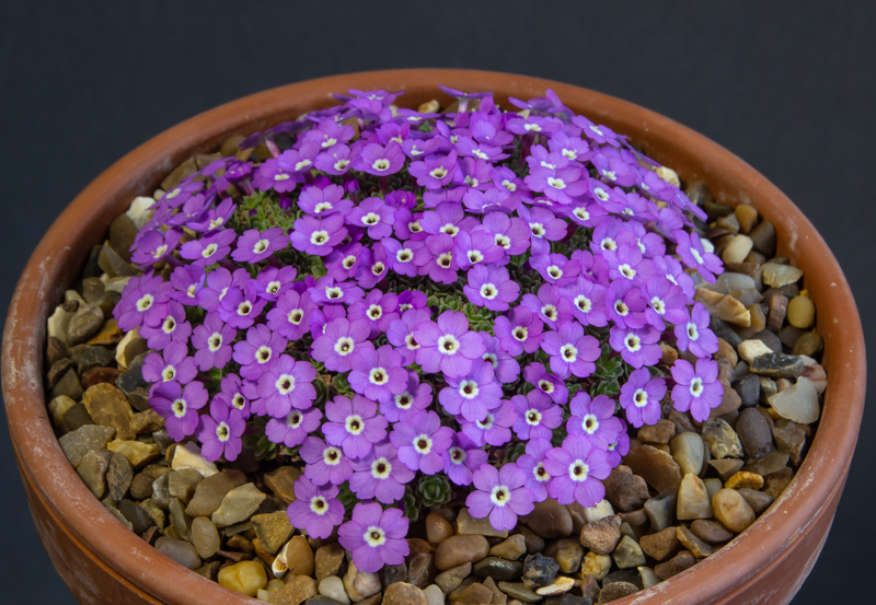 Dionysia hybrid Florenze exhibited by Paul & Gill Ranson