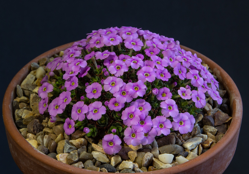 Dionysia hybrid Hyperion exhibited by Paul & Gill Ranson