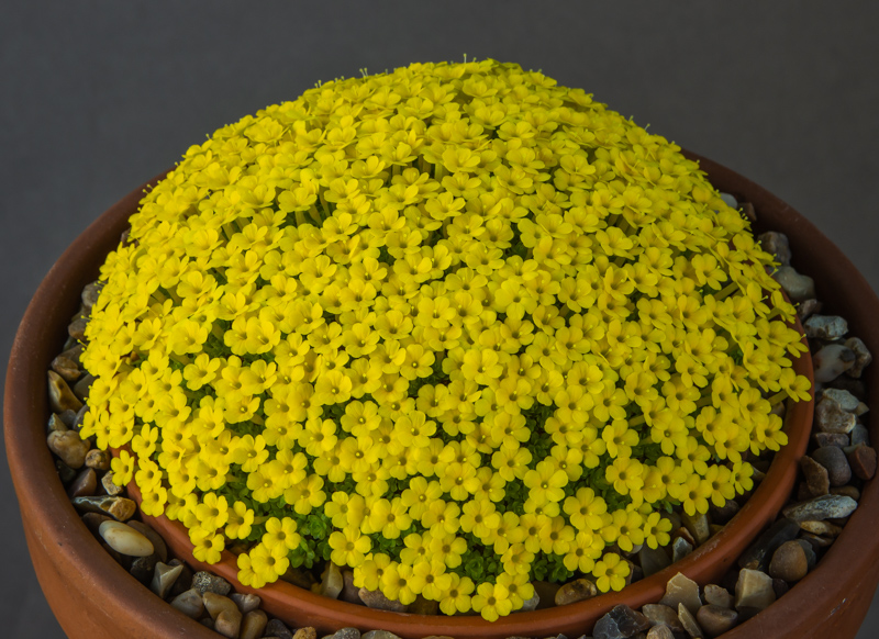 Dionysia zagrica exhibited by Paul & Gill Ranson