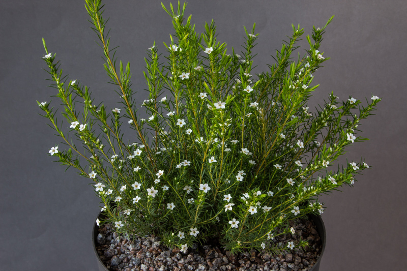 Diosma Pink Fountain exhibited by John Savage