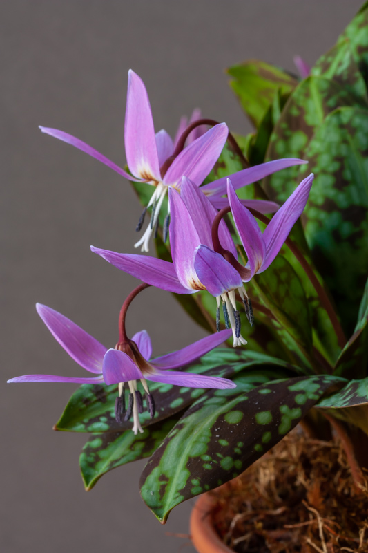 Erythronium dens-canis exhibited by Diane Clement