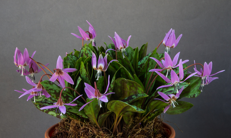 Erythronium dens-canis exhibited by Diane Clement