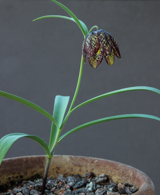 Fritillaria ruthenica exhibited by Maurice Bacon