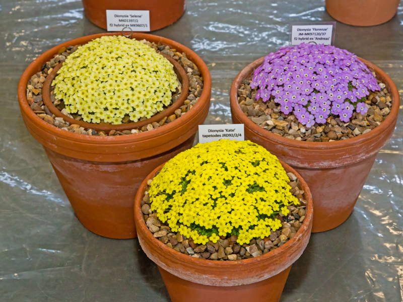 Dionysia exhibited by Paul and Gill Ranson