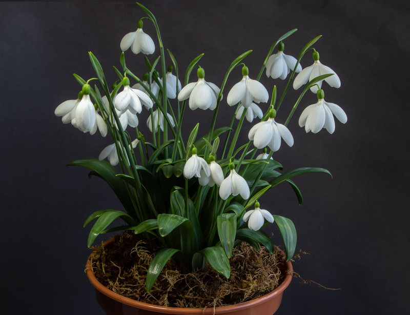 Galanthus E A Bowles exhibited by Diane Clement