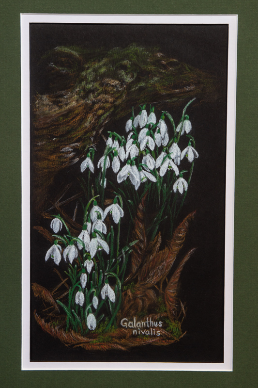Chalk Drawing of Galanthus nivalis exhibited by Lesley Travis