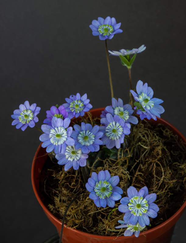 Hepatica japonica Nitchirin form exhibited by Diane Clement
