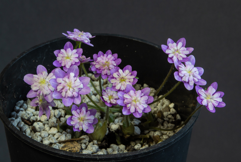 Hepatica japonica Okesabayashi exhibited by Sue Bedwell