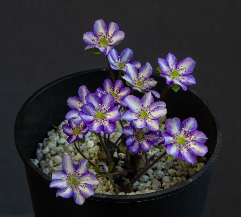 Hepatica japonica Yamada exhibited by Sue Bedwell