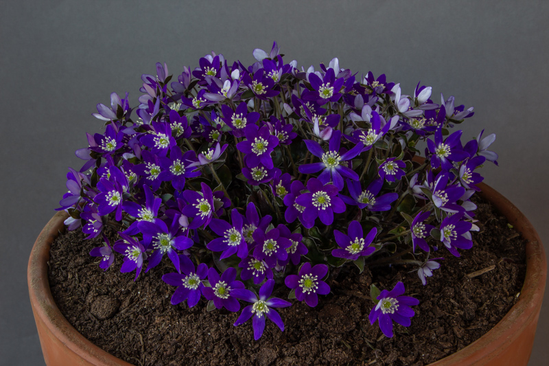 Cobalt blue Hepatica japonica exhibited by Chris Lilley - Certificate of Merit