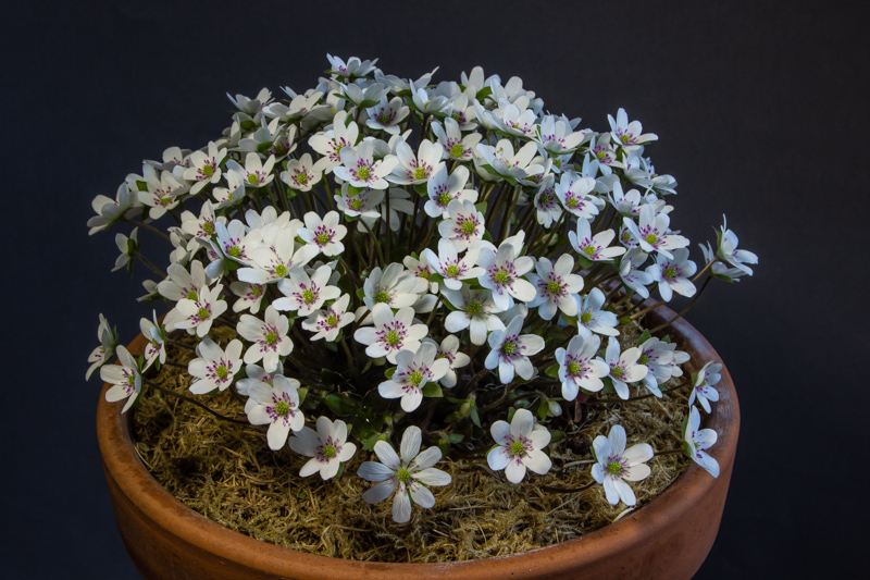 Hepatica japonica forma magna exhibited by Don Peace