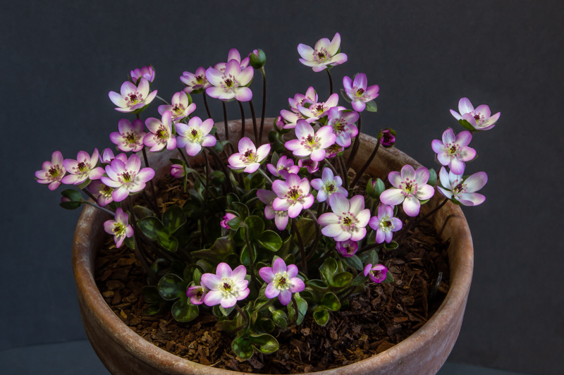Hepatica pubescens exhibited by Diane Clement