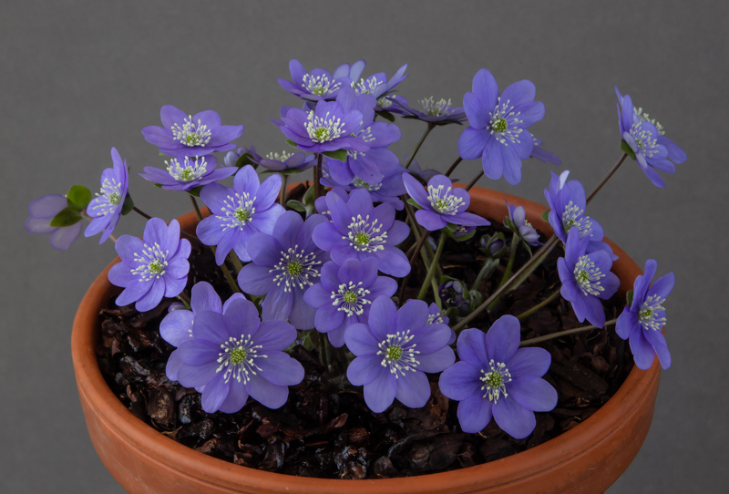 Hepatica pyrenaica hybrid exhibited by Clare Oates