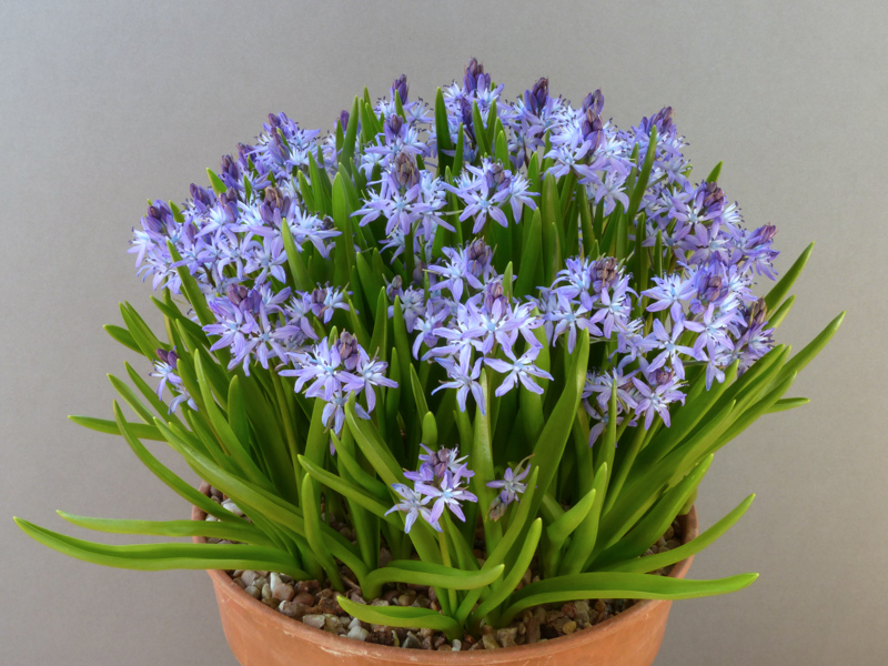 Hyacinthoides reverchonii exhibited by Brian Burrow