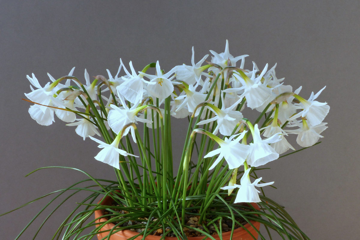 Narcissus 'Giselle' exhibited by Anne Wright