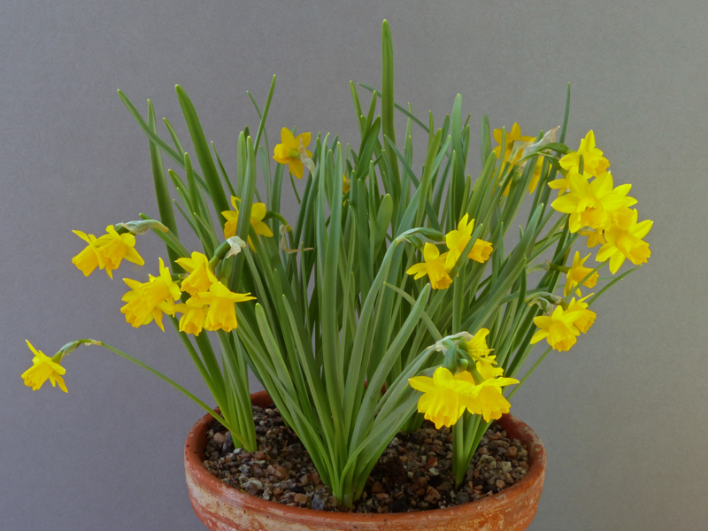Narcissus 'Medway Gold' exhibited by Pat Murphy - David Mowle Trophy