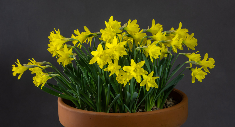 Narcissus asturiensis exhibited by Alistair Forsyth