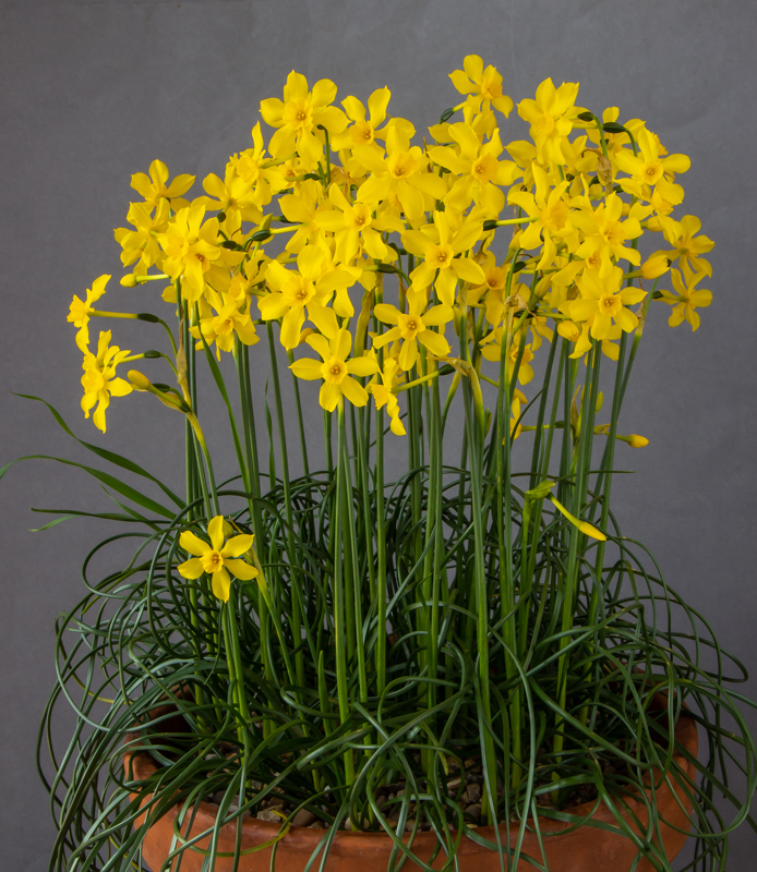 Narcissus cordubensis exhibited by Heather Barraclough - Royal Bank of Scotland Award