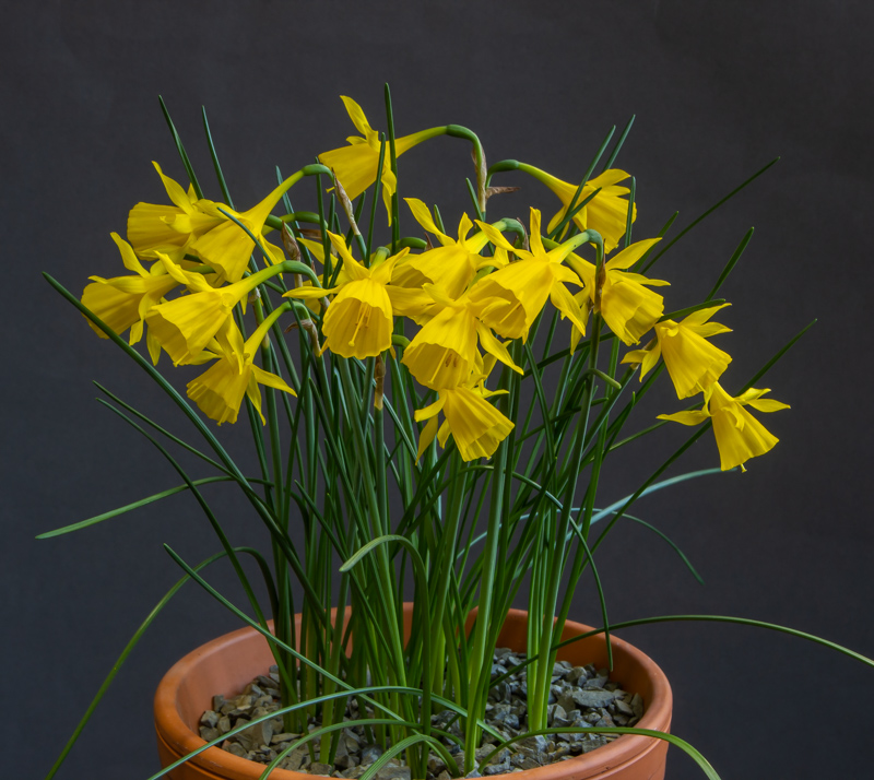 Narcissus triandrus x bulbocodium exhibited by Bob & Rannveig Wallis