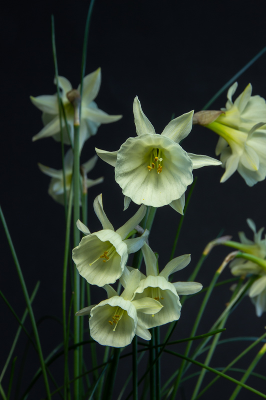 Narcissus triandrus x cantabricus Hufen exhibited by Bob & Rannveig Wallis
