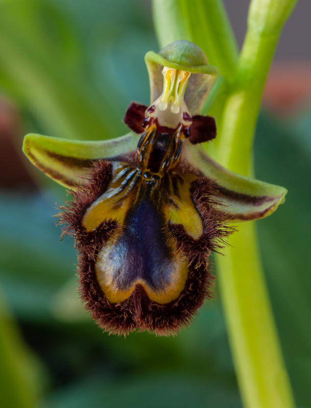 Ophrys speculum exhibited by Barry Tattersall
