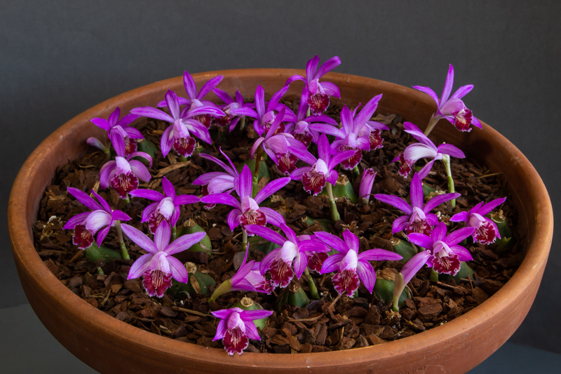 Pleione Riah Shan exhibited by Steve Clements