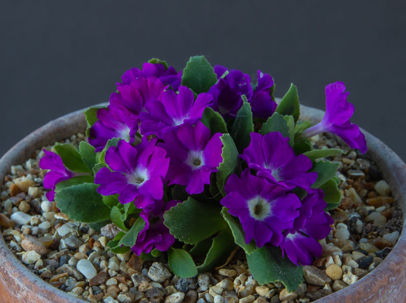 Primula hybrid Broadwell Ruby exhibited by Maurice Bacon