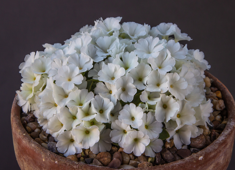 Primula hybrid Coolock Snowball exhibited by Nigel Fuller