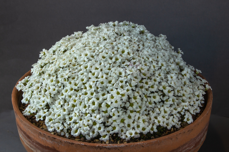 Saxifraga Allendale Ghost exhibited by Mark Childerhouse - Farrer Medal