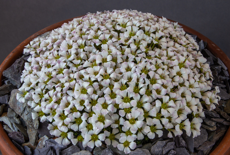 Saxifraga scardica korabensis exhibited by Mark Childerhouse wins the Webster Trophy