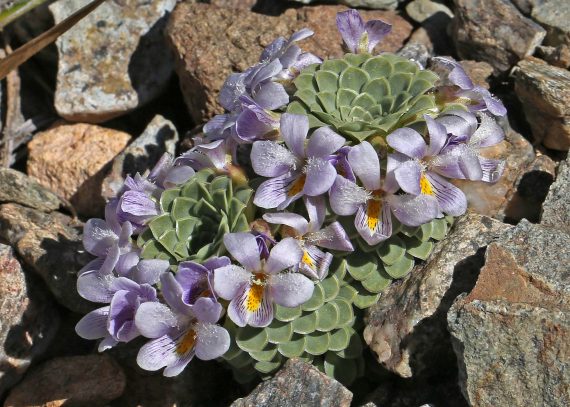 Viola petraea Patagonia tour 2022