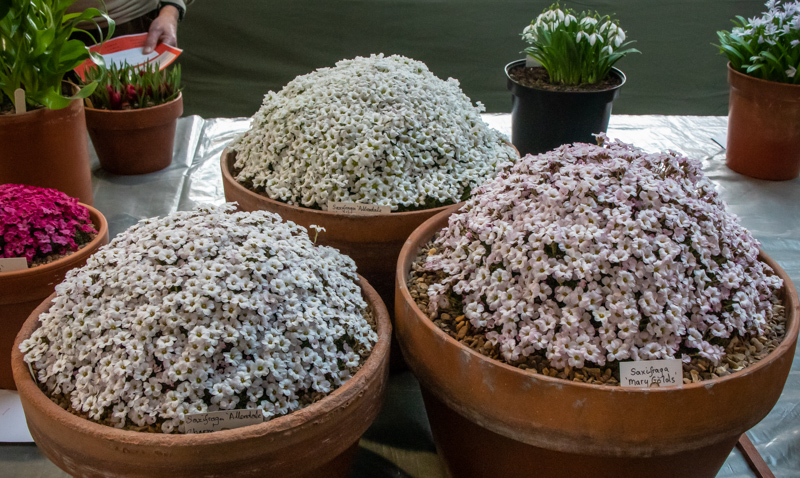 Three large pans of rock plants exhibited by Mark Childerhouse