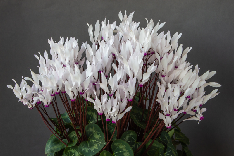 Cyclamen persicum exhibited by Jim Loring