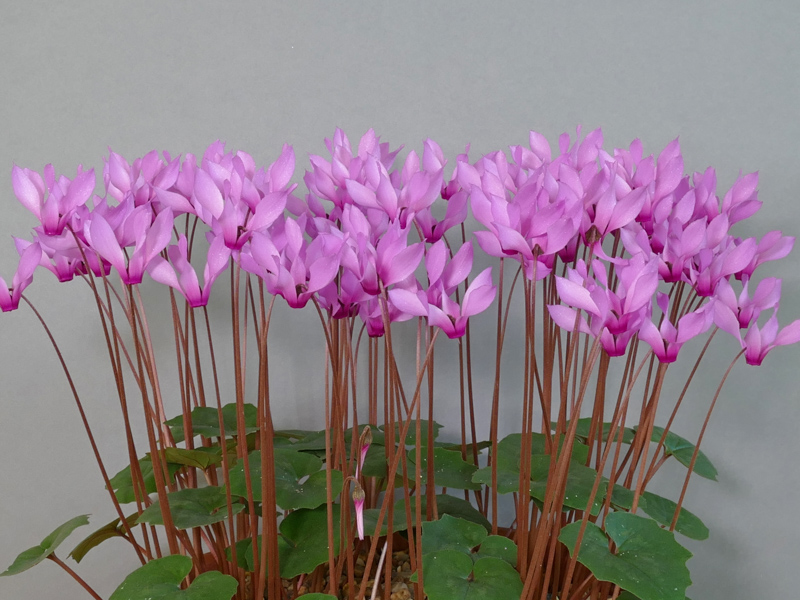Cyclamen rhodium subsp. peloponnesiacum exhibited by Steve Walters at the Cleveland Show