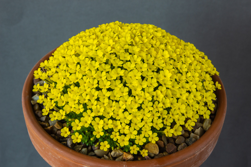 Dionysia iranica JLMS 02-65 exhibited by Paul & Gill Ranson