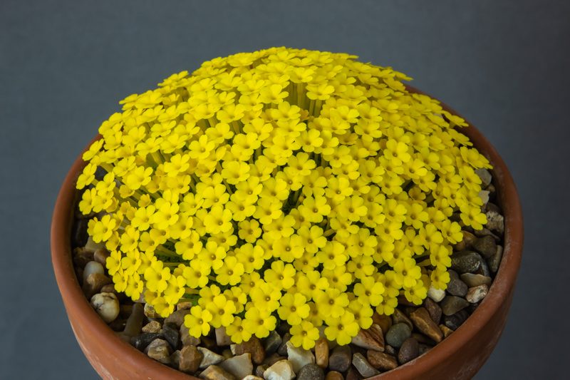 Dionysia khuzistanica exhibited by Paul & Gill Ranson