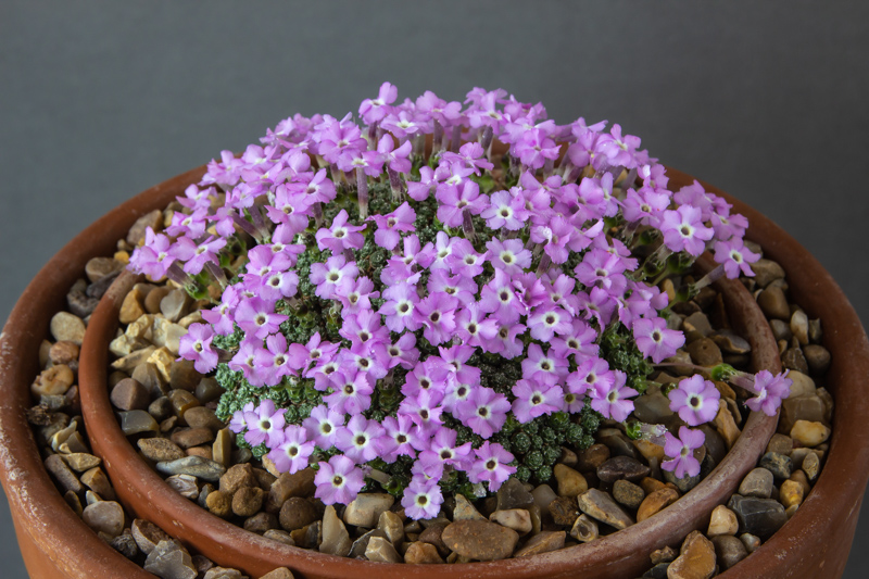 Dionysia microphylla exhibited by Paul & Gill Ranson